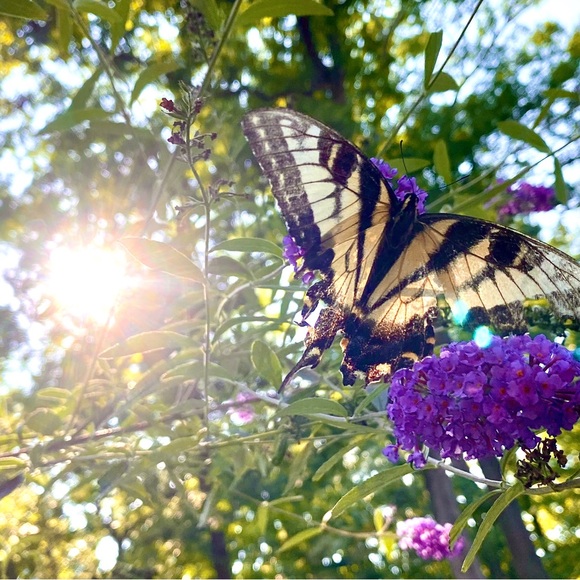 Meet your Posher! - Picture 3 of 3